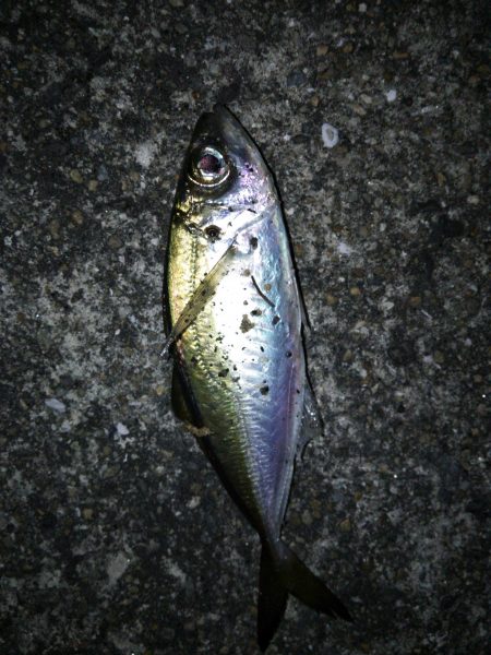 アジング，今週の外道